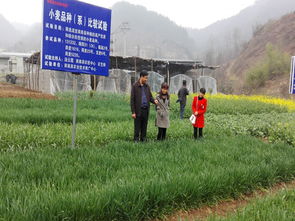 商南縣農業技術推廣中心開展病蟲防治，助力農業技術推廣工作