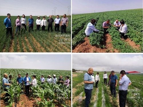 自治區農業技術推廣站專家赴武川縣督導農作物試驗示范項目