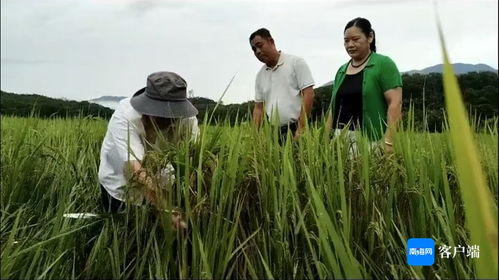 瓊中 農技人員深入一線，指導農戶開展生產自救，全力搶救珍稀山蘭稻
