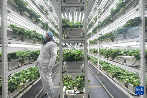 草莓小鎮迎來產銷旺季，農業技術推廣助力產業升級